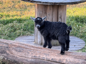 LaFamilia Pygmy Goats