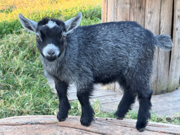 LaFamilia Pygmy Goats