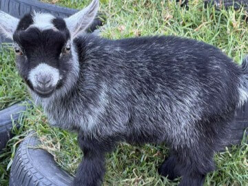 LaFamilia Pygmy Goats