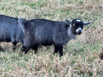 LaFamilia Pygmy Goats