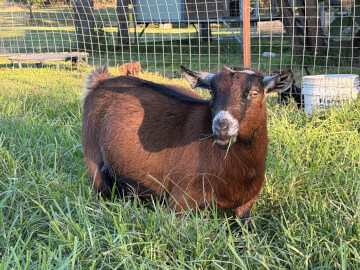 LaFamilia Pygmy Goats