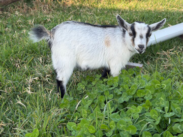LaFamilia Pygmy Goats