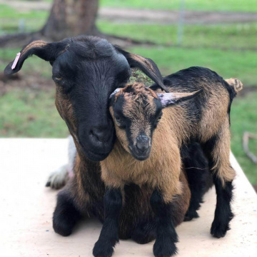 Gallery - LaFamilia Pygmy Goats