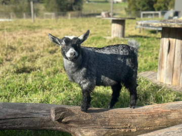Gallery - LaFamilia Pygmy Goats