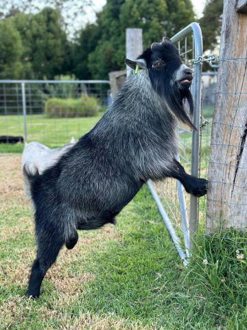 Gallery - LaFamilia Pygmy Goats