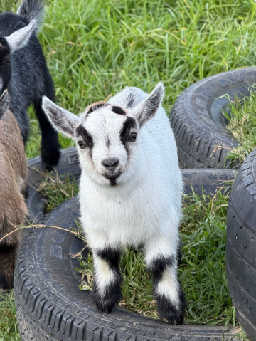Gallery - LaFamilia Pygmy Goats