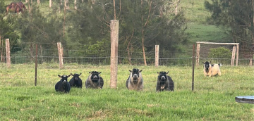 Gallery - LaFamilia Pygmy Goats