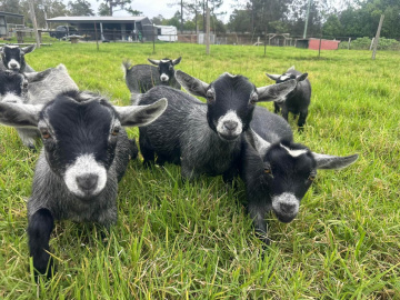 Gallery - LaFamilia Pygmy Goats