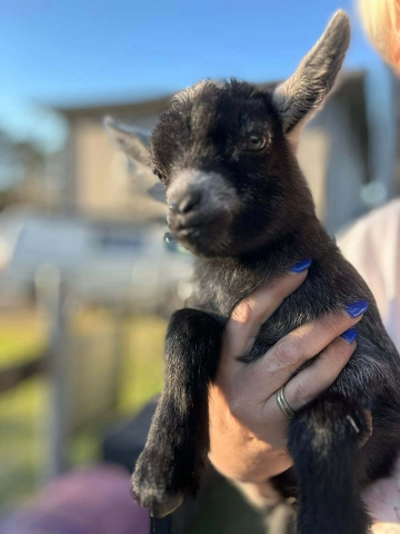 Gallery - LaFamilia Pygmy Goats
